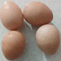 تخم نطفه دار تازه ،مرغ شاخدار وتخم نطفه دار اردک|حیوانات مزرعه|سبزوار, پیروزی|دیوار