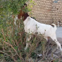 ۷ بز مطفل و ابستن و کهره نر و ماده|حیوانات مزرعه|اهواز, گلدشت|دیوار