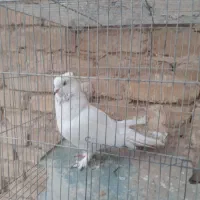 کفتر نر|پرنده|اردکان, |دیوار