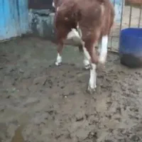 گوساله سمینتال اصل ماده