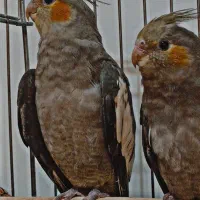 جوجه عروس نروماده