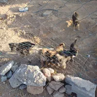 توله سگ|سگ|شیروان (خراسان), |دیوار