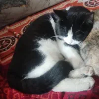 گربه گمشده حوالی شریعتی 14