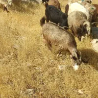 بز داشتی چاق
