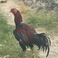 خروس