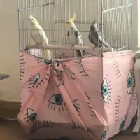 پرنده عروس هلندی سه عدد|پرنده|بندرعباس, |دیوار