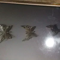 پروانه برنجی