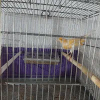 قناری مست مست|پرنده|خسروشاه, |دیوار