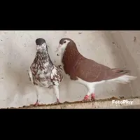 تعدادی کبوتر|پرنده|آباده, |دیوار