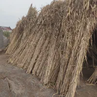 نی فروشی پول لازم دارم|سازهای بادی|گنبد کاووس, |دیوار