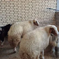 دو عدد شک درجه یک