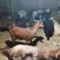 بز و بزغاله. مناسب . داشتی و نژاد دار .|حیوانات مزرعه|کوهدشت, |دیوار