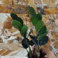 فروش گلهای طبیعی باقیمت خیلی خوب|گل و گیاه طبیعی|ساری, |دیوار