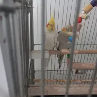 جفت عروس هلندی مولد قابل معاوضه با سهره قناری بخون