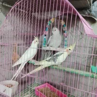 انواع پرنده عروس قناری خاکی سهره قناری پروانه ای