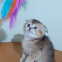 سرپرستی اسکاتیش بریتیش