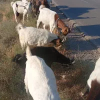 بزها فروشی