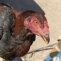 جوجه خروس لاری و مرغ|حیوانات مزرعه|خاش, |دیوار