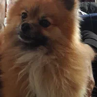 سگ پاپی پامرین