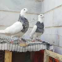 کفتر طوقی الماسی|پرنده|اندیشه, شهرک کوثر|دیوار