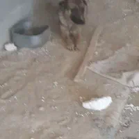 سگ ژرمن یک ساله|سگ|بجنورد, |دیوار