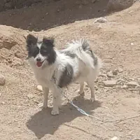 سگ پاکوتا مایع هسته موقعیت یزد