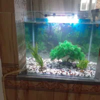 اکفاریم ماهی ها با 20عدد ماهی کپی. مولی .زبره|ماهی|ارومیه, |دیوار