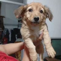 پامر پاکوتاه|سگ|کرمان, |دیوار