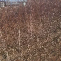 فروش انواع نهال و صنوبر|خدمات باغبانی و درختکاری|ترکمانچای, |دیوار