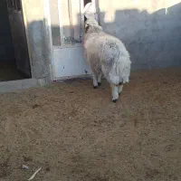 گوسفند|حیوانات مزرعه|فردوس (خراسان), |دیوار