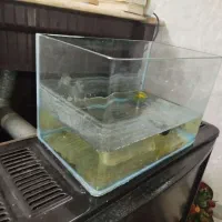 آکواریوم و ماهی