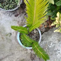 سیکاس . بابا آدم|گل و گیاه طبیعی|خمام, |دیوار