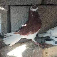 کفتر طوقی پرنده|پرنده|جیرفت, |دیوار