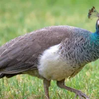 گمشده طاووس