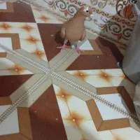 ماده پلنک زرد