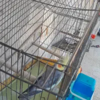 عروس پاریس نر