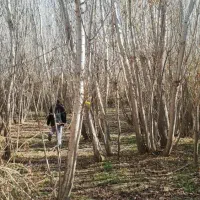 چوب و درخت|خدمات باغبانی و درختکاری|همدان, |دیوار