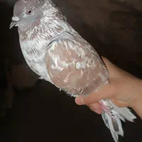 کبوتر صابونی|پرنده|هندیجان, |دیوار