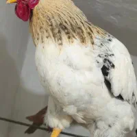 خروس سفید