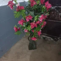 سلام فروش فوری مفت