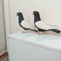 کبوتر سینه سیاه دوکت سفید کلکسیونی