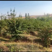 باغ کشاورزی روستای هیراب|فروش دفتر صنعتی، کشاورزی، تجاری|بروجرد, |دیوار