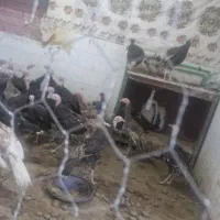 بوقلمون برنزه