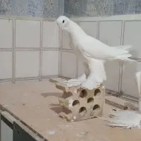 کبوتر اوجا پاچا نر