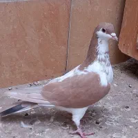 کبوتر، کفتر، قناری