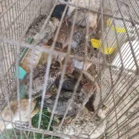جوجه بوقلمون