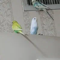 مرغ عشق|پرنده|چهاردانگه (تهران), |دیوار