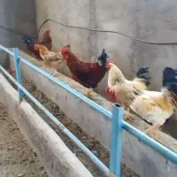 خروس محلی|حیوانات مزرعه|هشتگرد, شهرک وحدت|دیوار