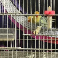 کوتوله پاربلومولد تضمینی|پرنده|بابل, |دیوار