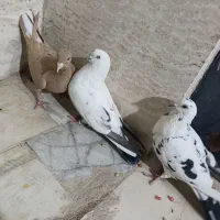 کبوتر|پرنده|یزد, |دیوار